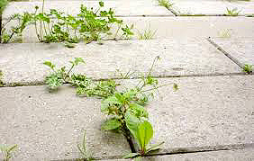 Virker firberdugen virkeligt mod ukrudt.?