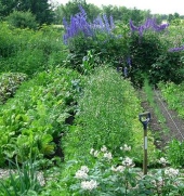 Sædskifte -køkkenhavens hemmelighed