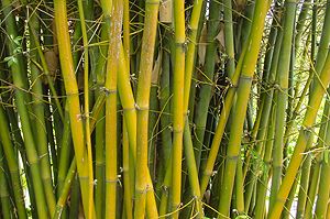 Hvordan fjernes bambus