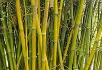 Hvordan fjernes bambus