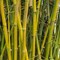 Hvordan fjernes bambus