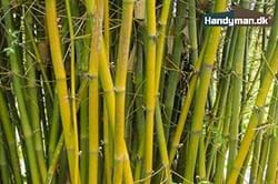 Fjernelse af bambusplanter