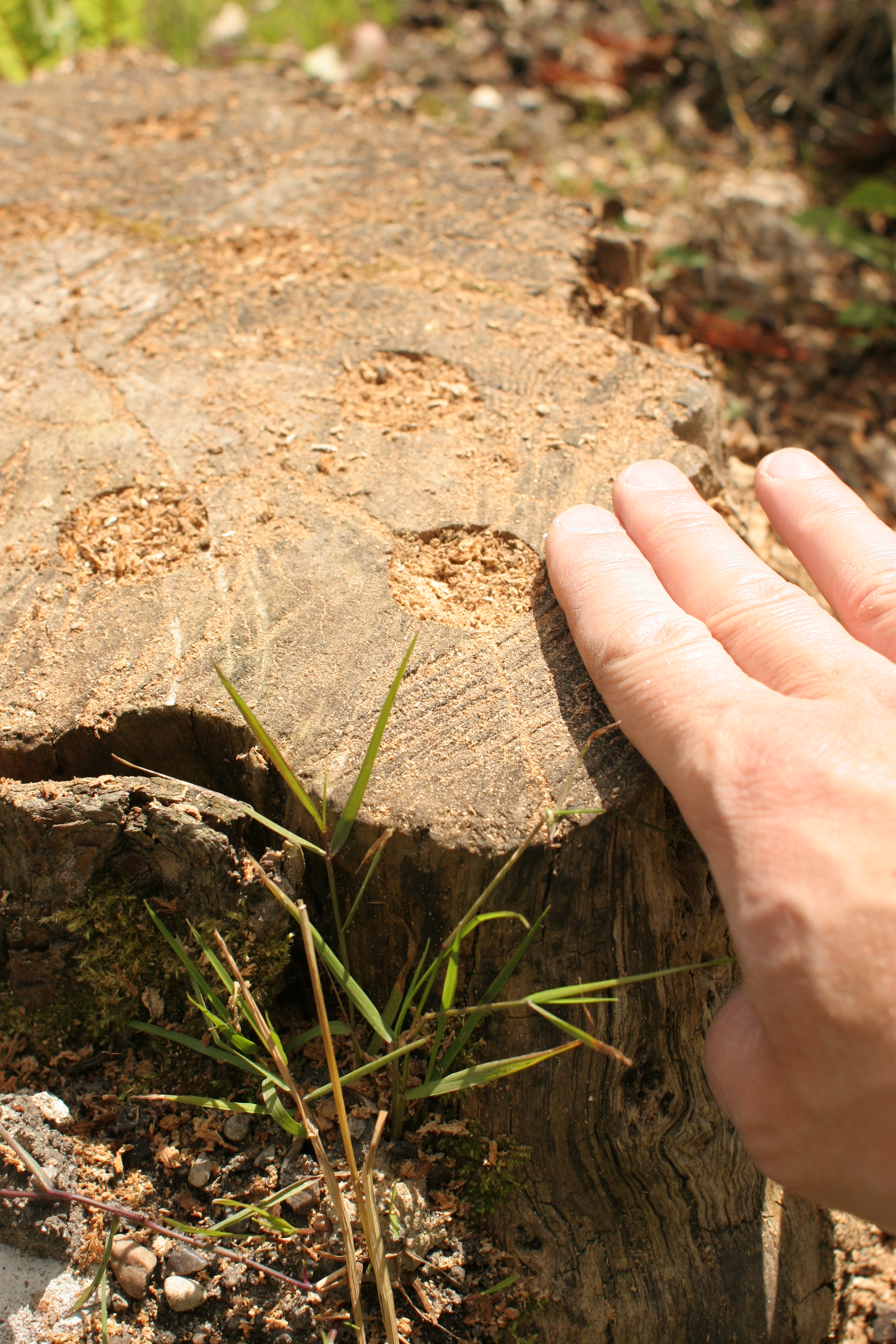 Fjern træstub på den nemme måde