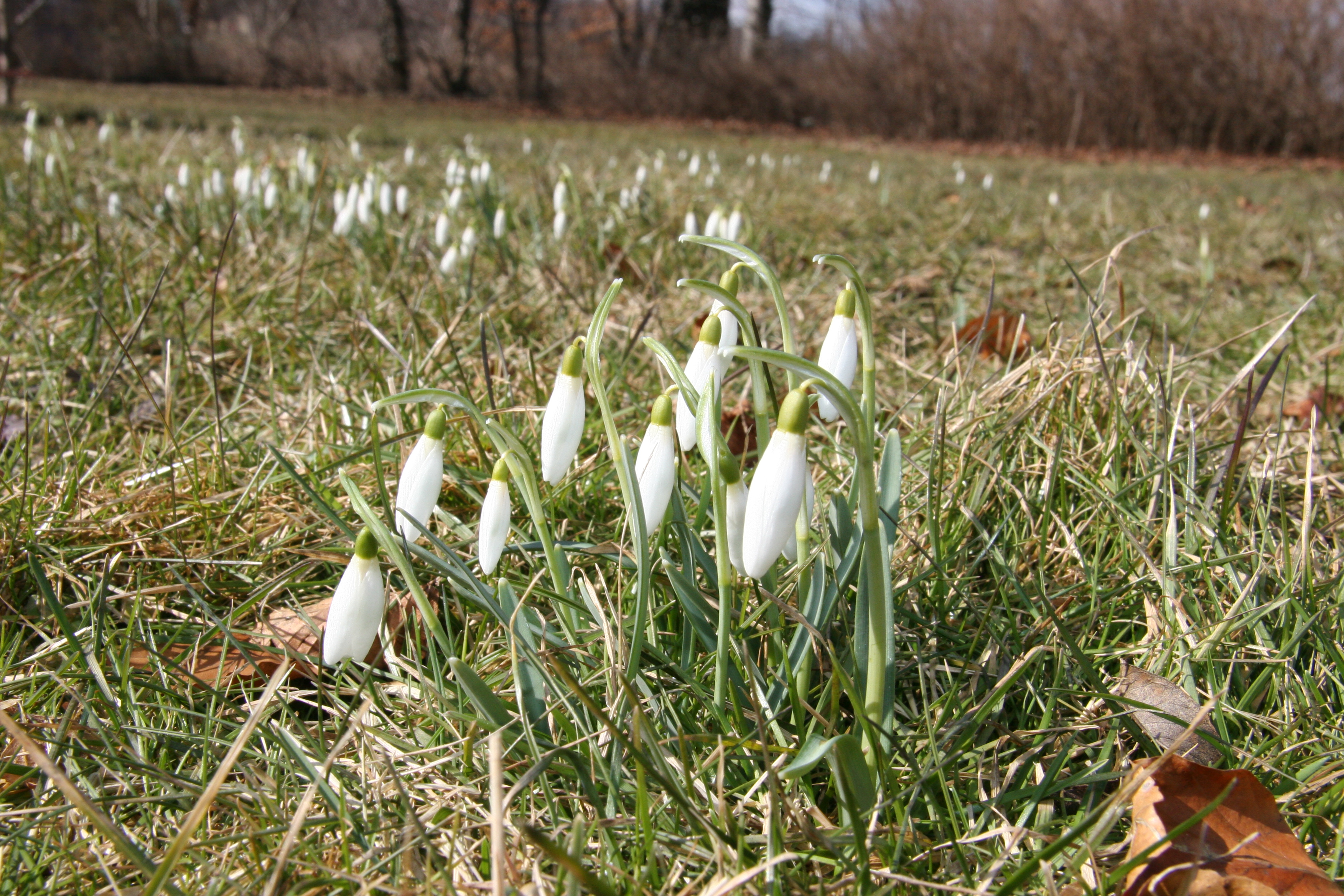 Forårsklargøring af haven