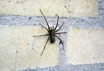 Undgå edderkopper indendørs
