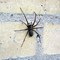 Undgå edderkopper indendørs