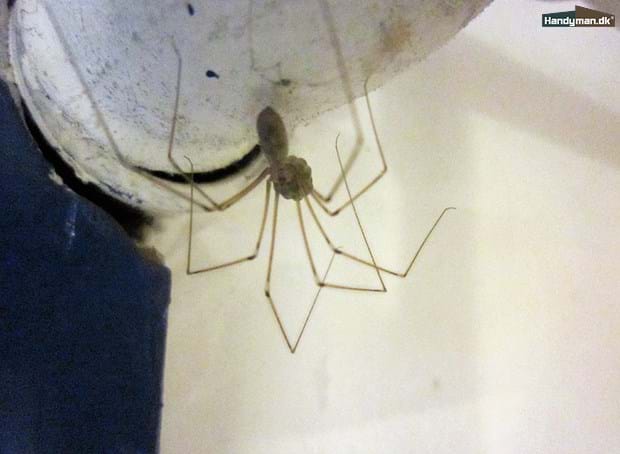 Sådan undgår du edderkopper indendørs
