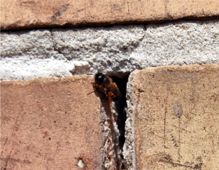 Sådan undgåes murbier