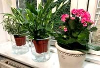 Billigt vandingssystem til potteplanter