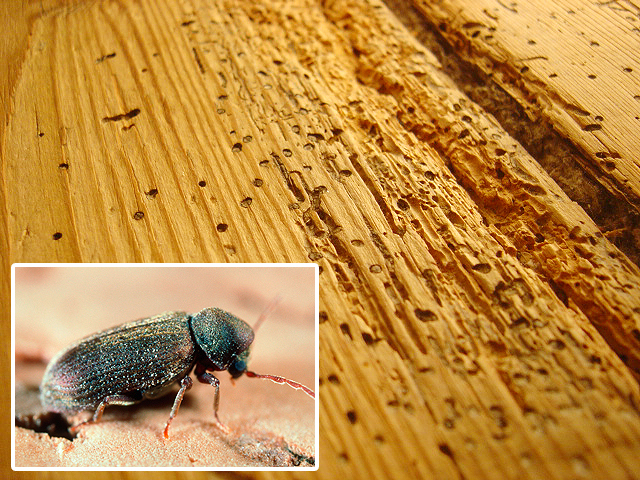 Bekæmpelse af borebiller og orm i træ